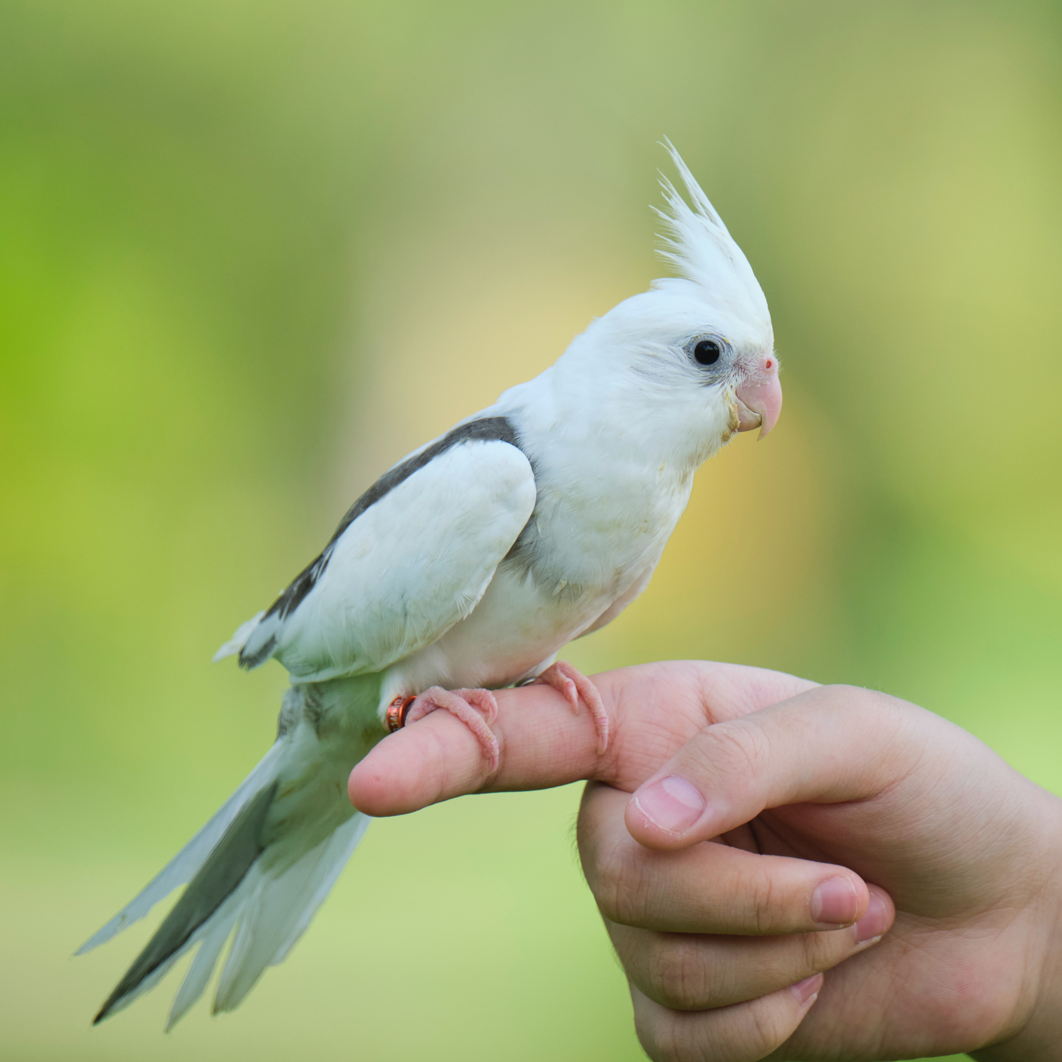 Cockatiels Are Relatively Large Birds