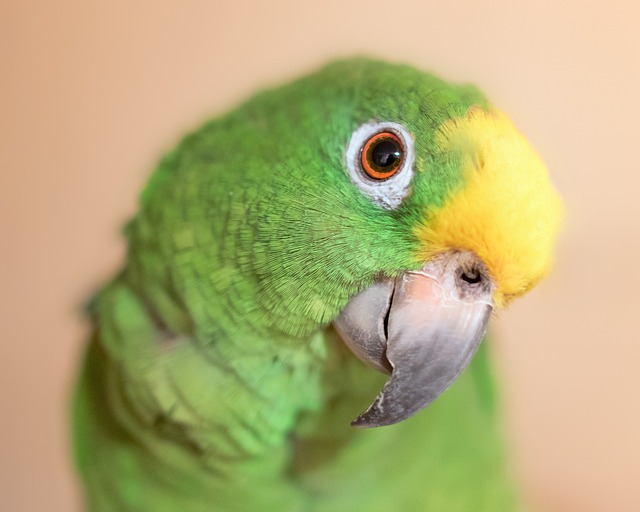 yellow crown amazon, parrot, bird