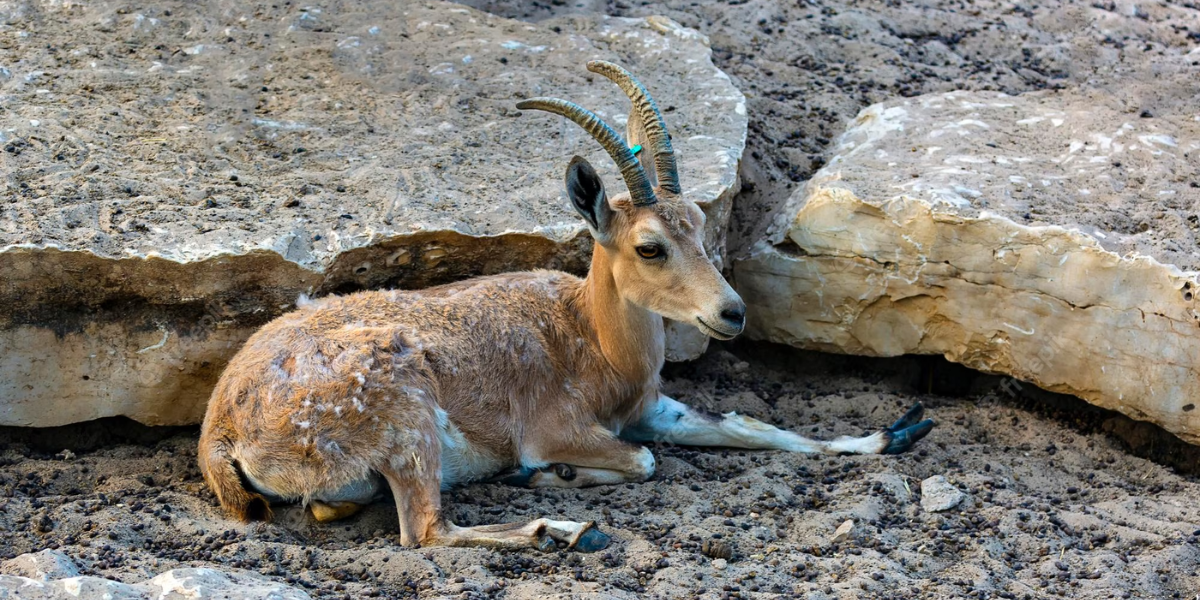 interesting animals in dubai