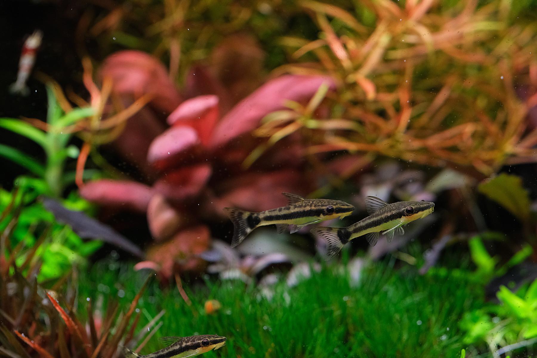 Otocinclus catfish