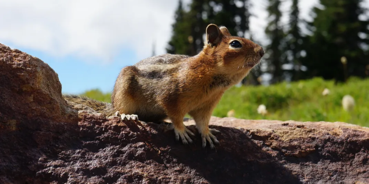 common dangerous animals in washington state