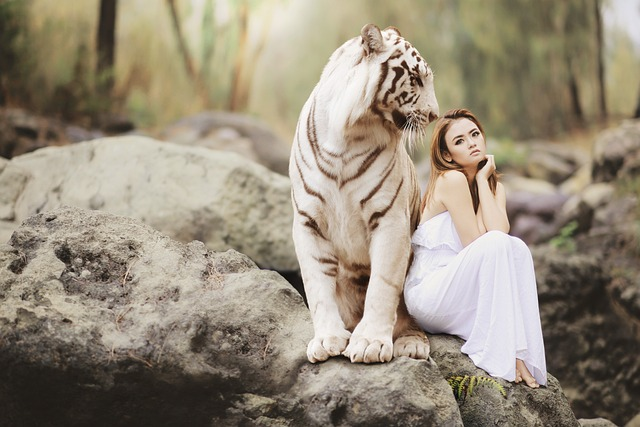 nature, wildlife, white bengal tiger