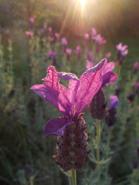 lavender, flower background, cup lavender