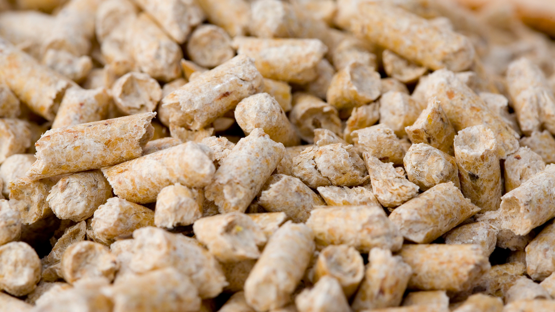 Wood pellets, pressed from saw dust, can be used to heat homes or start campfires.