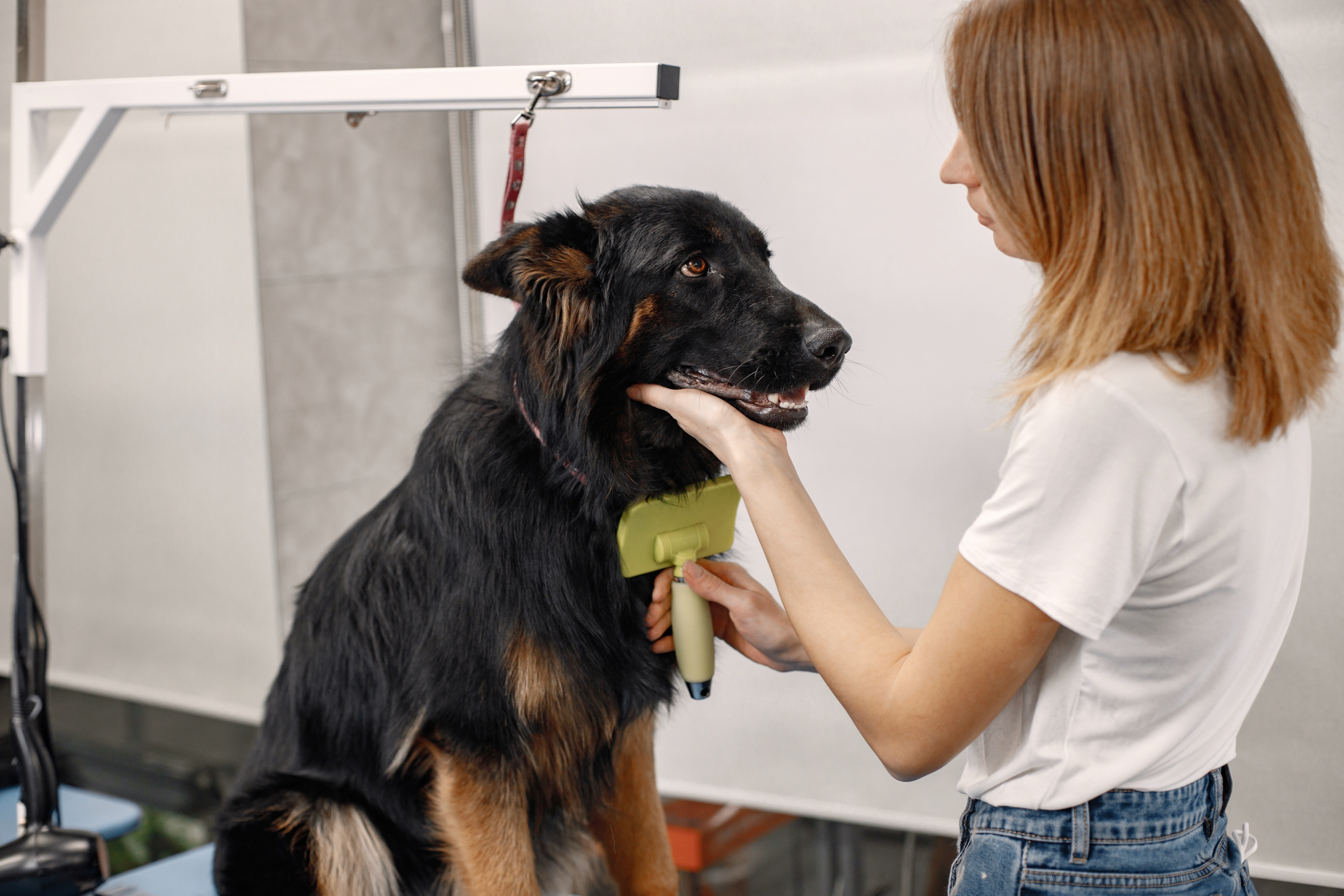 professional groomers, pet grooming, table top