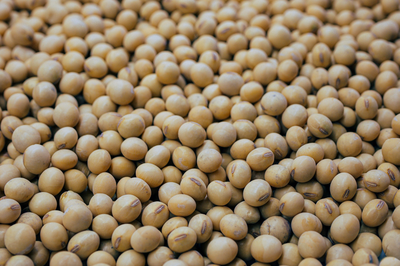 Close-up image of smooth, round soybeans in varying shades of light brown, densely packed together, conveying a sense of abundance and texture.