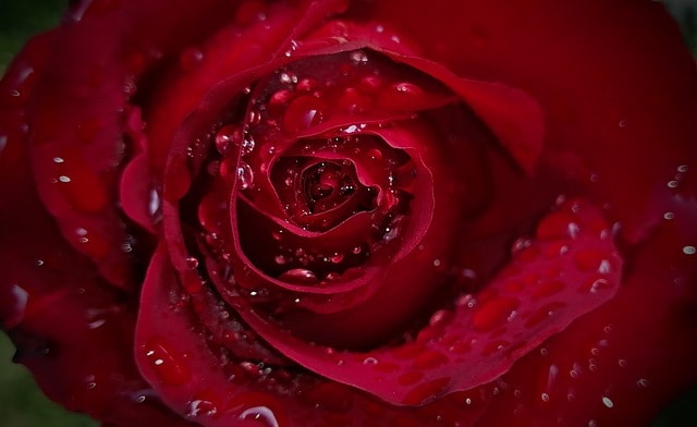 rose, petal, droplets, water, flower wallpaper, plant, flowers, flower background, nature, flora, red, fresh, rose, rose, rose, rose, rose, rose flower, beautiful flowers, flowers