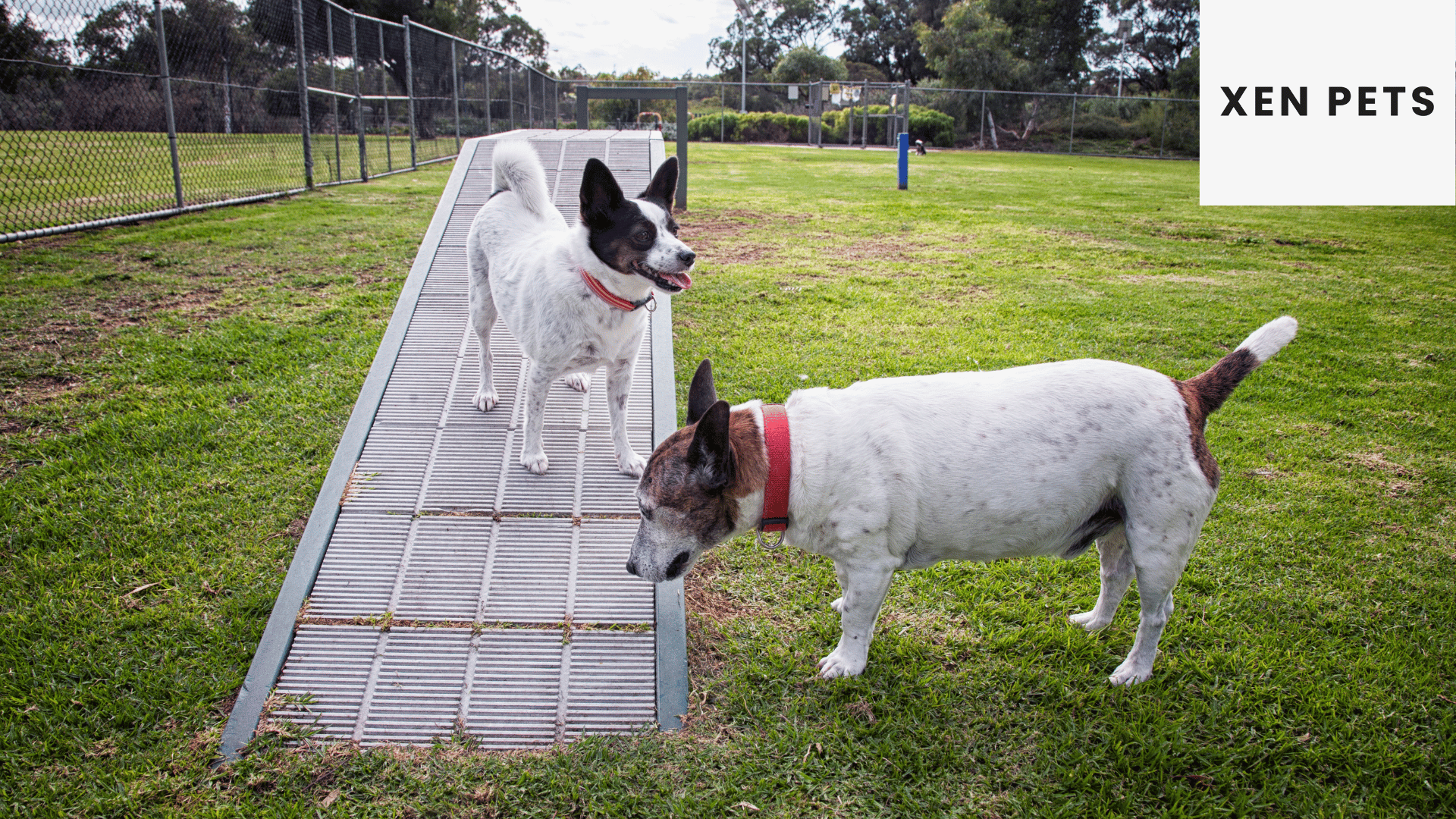 two dogs at the dog park