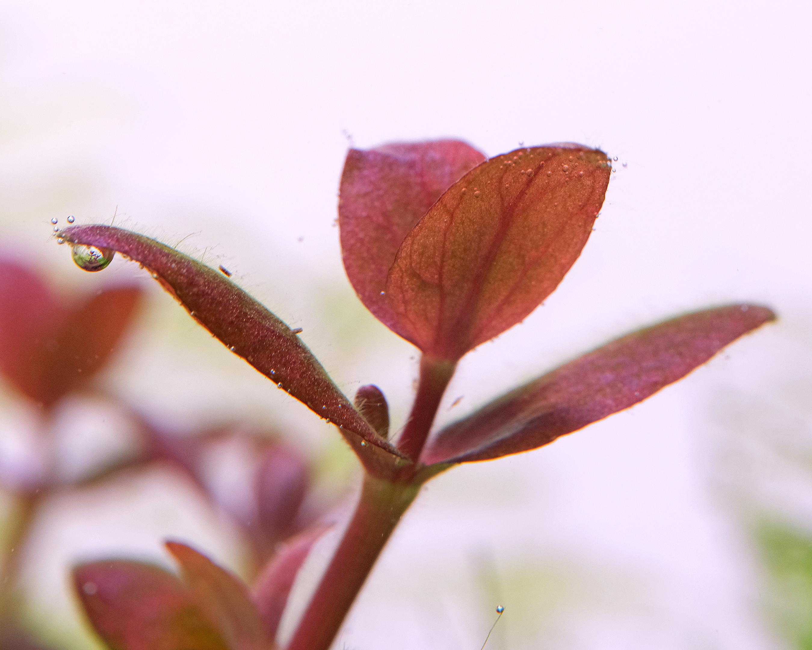 Close up of Bacopa salzmannii 'purple' with hair algae