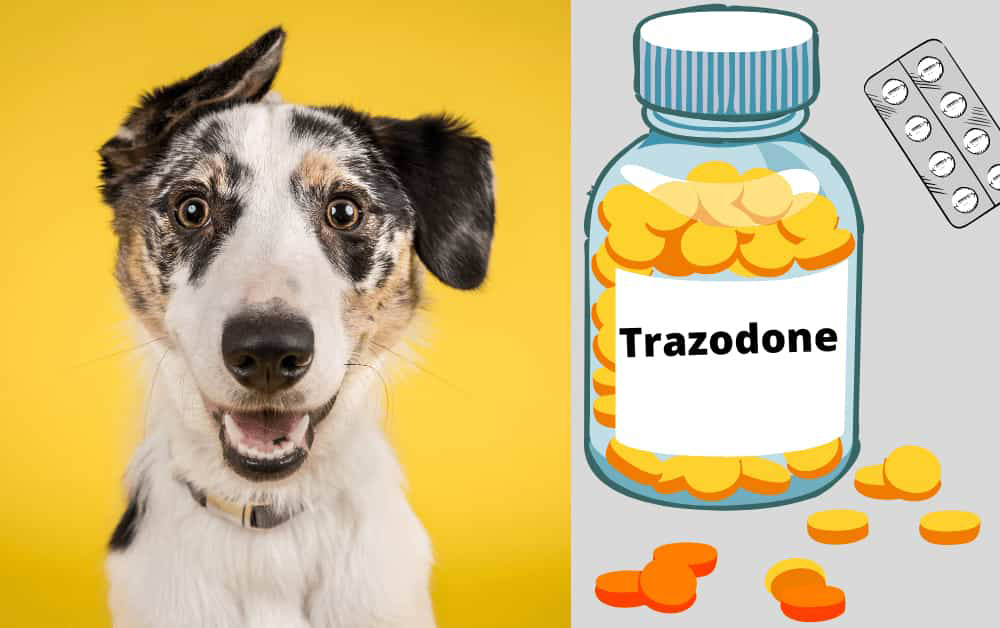 Anti anxiety meds for dogs sale trazodone