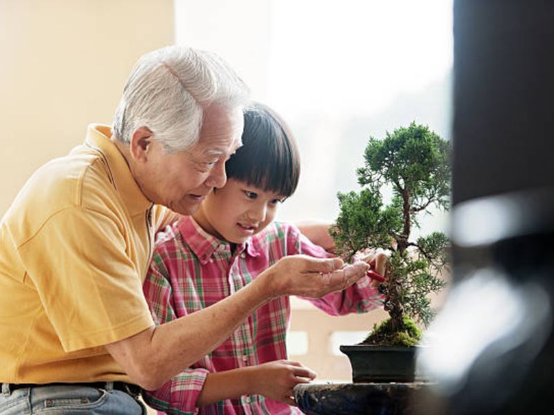 Grandparent and child caring for a bonsai tree with the best bonsai soil.
