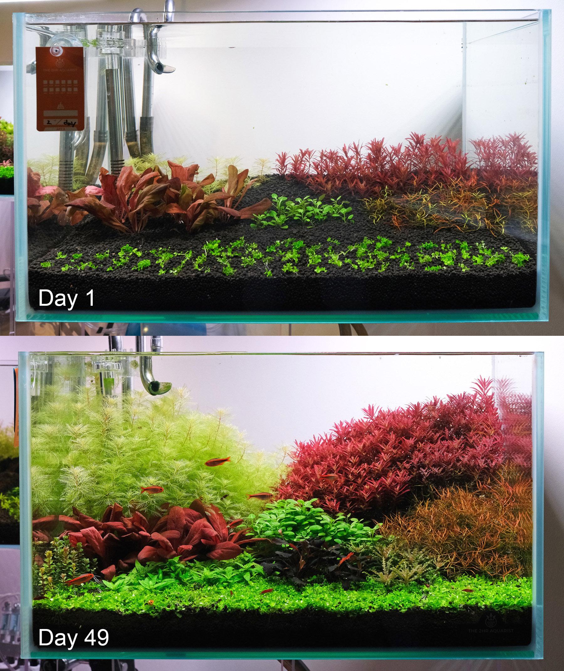 New Aquarium Growth Development: Day 1 to Day 49 Comparison