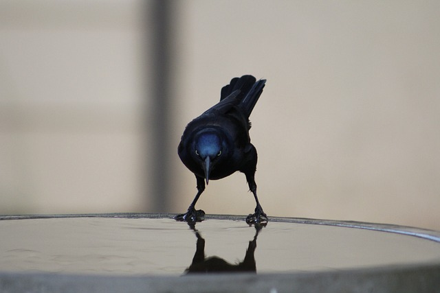 common grackle, bird, grackle