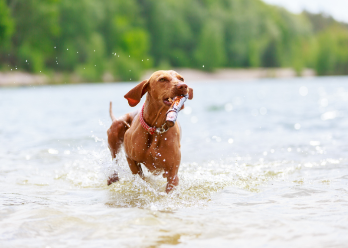 A beautiful Vizsla dog breed known for its affectionate and energetic personality, but also for being one of the dog breeds that whine a lot.