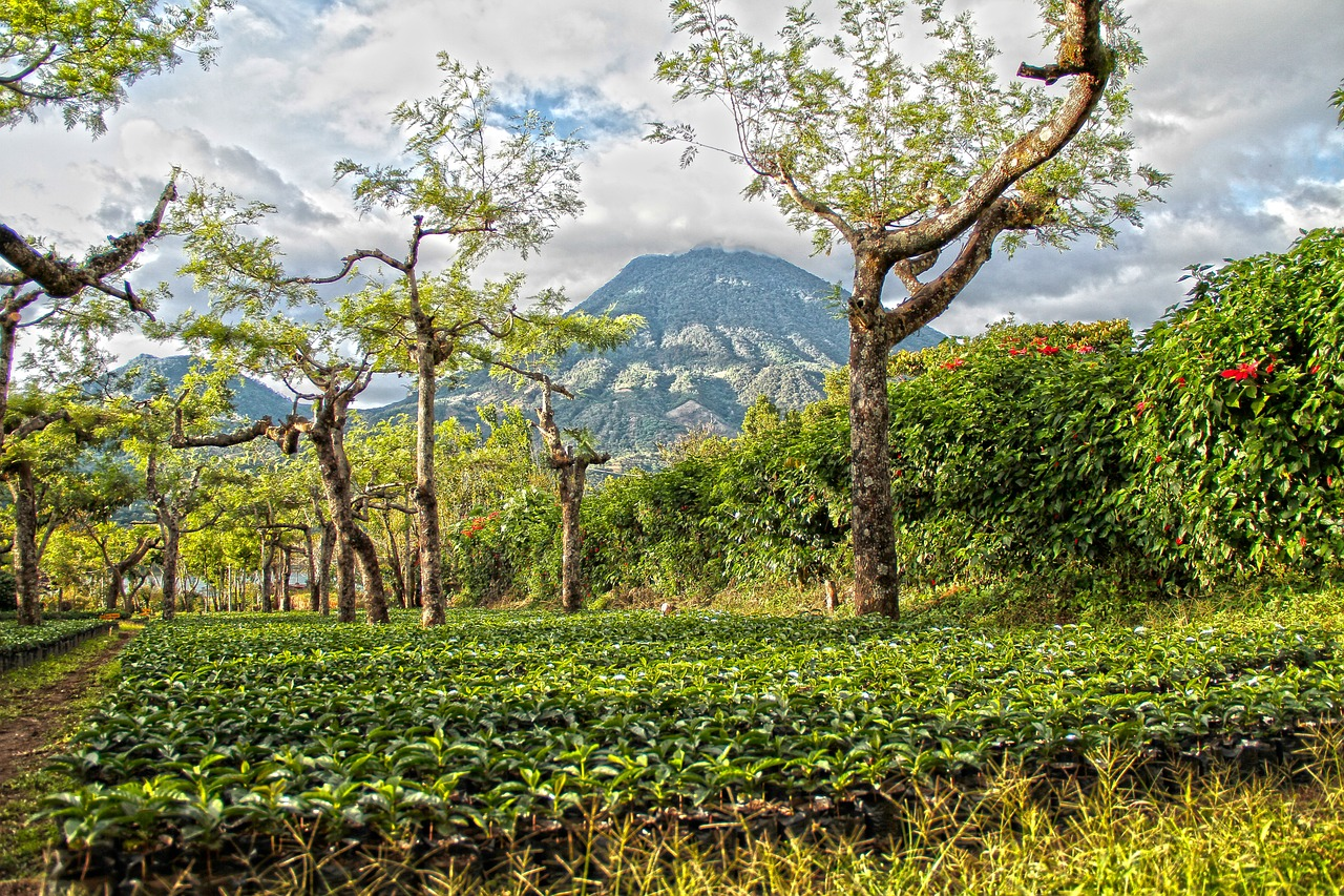 guatemala coffee farm
