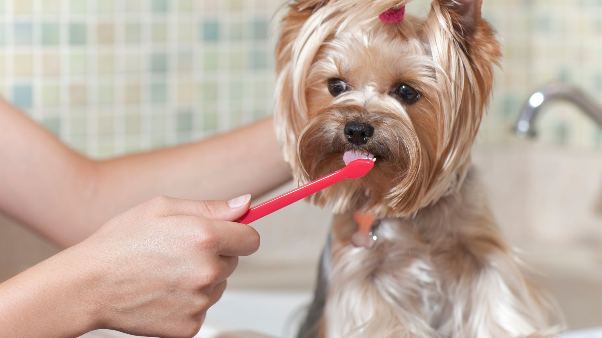 how to brush dog teeth when they refuse, dog's teeth, dog teeth, dental treats, dogs teeth, dog's mouth, dog toothpaste, teeth brushing, dental chews, pet's teeth, dental disease, a few teeth, baking soda, dog toothbrush, natural slow cleaning, dog tooth brushing, dog owners