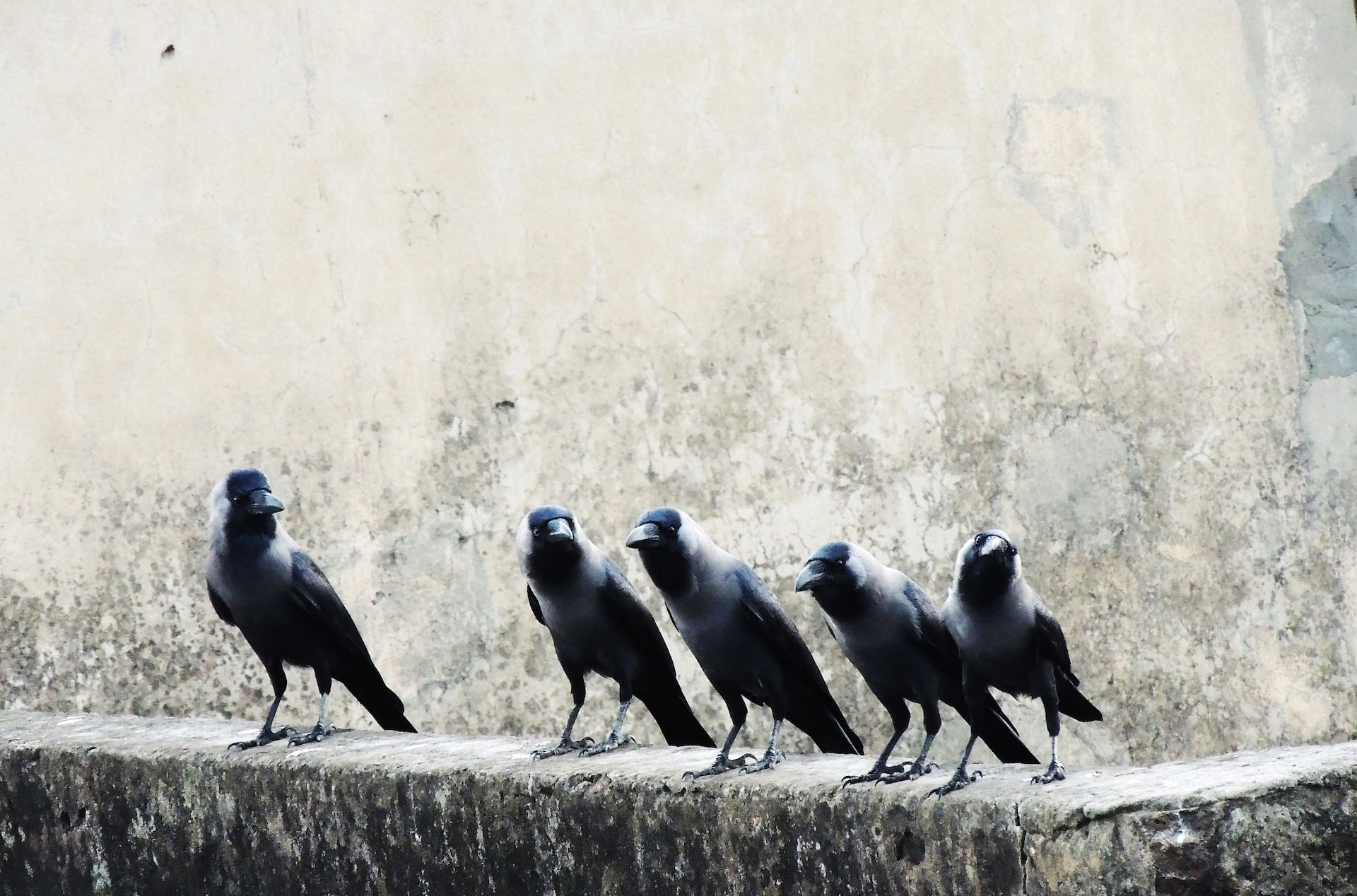 how to keep crows out of corn