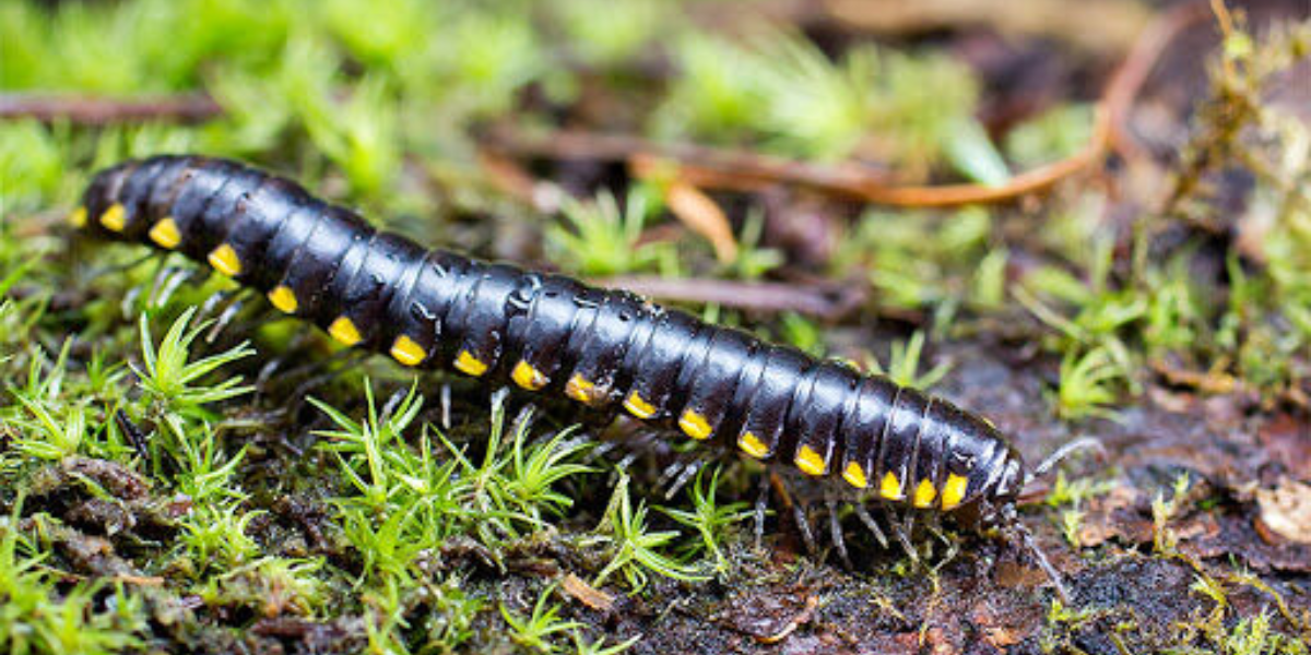 interesting animals in redwood national park