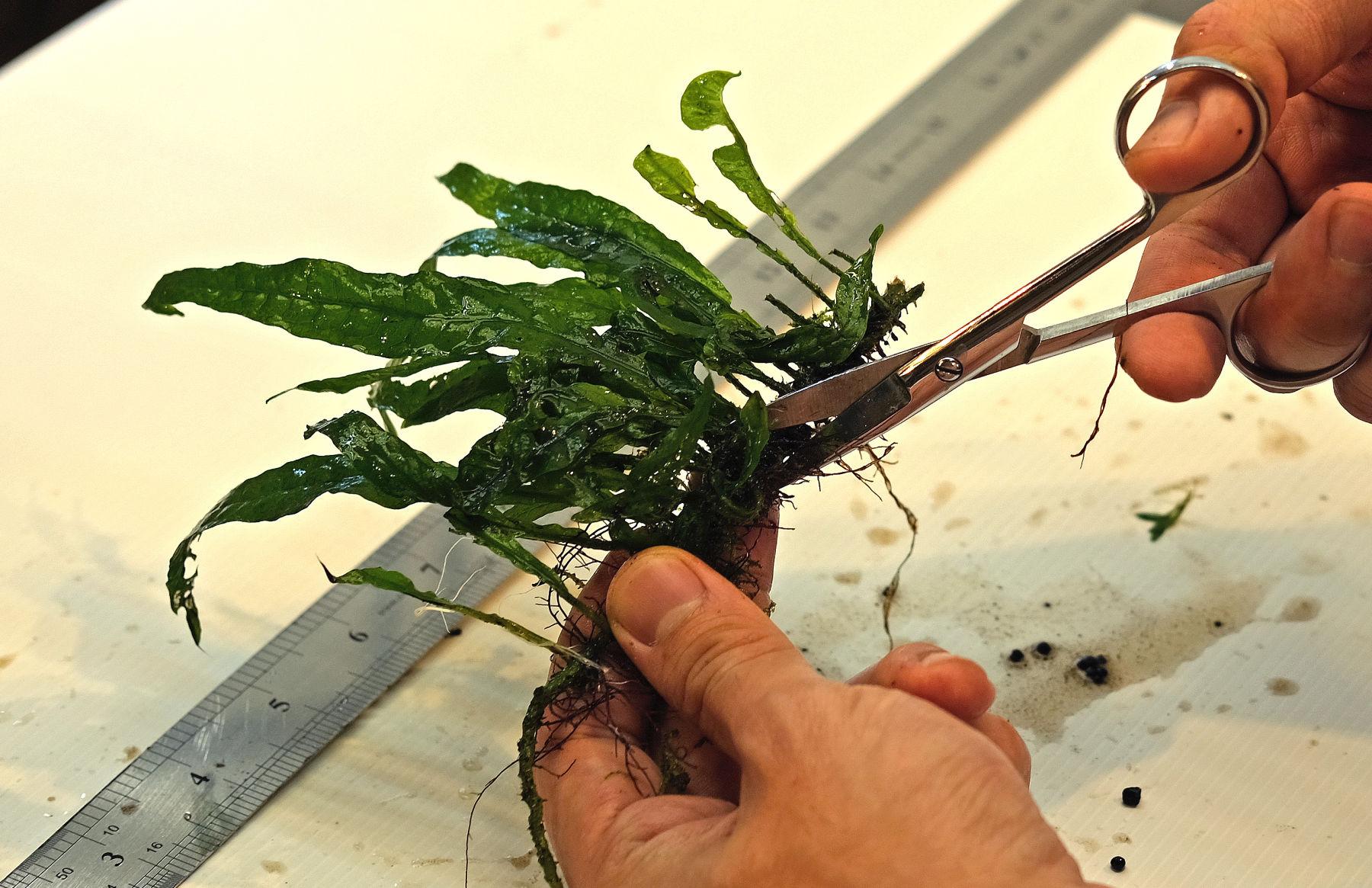 Cutting Java fern rhizome with scissors