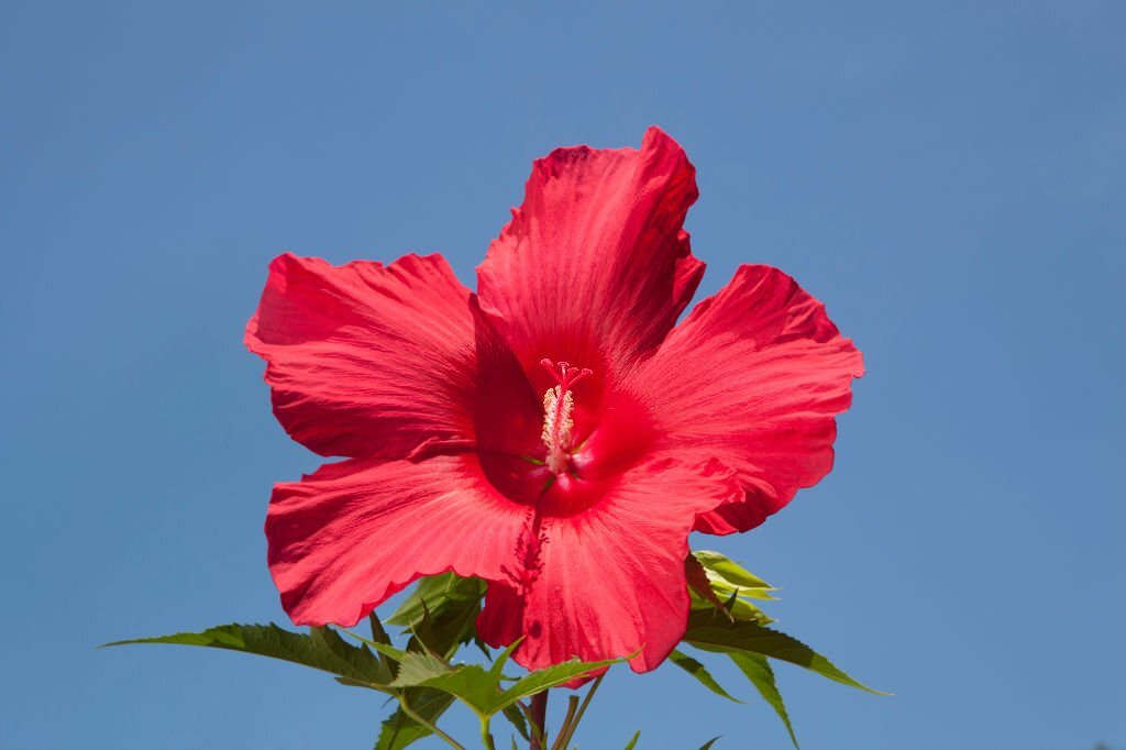 Hardy Hibiscus