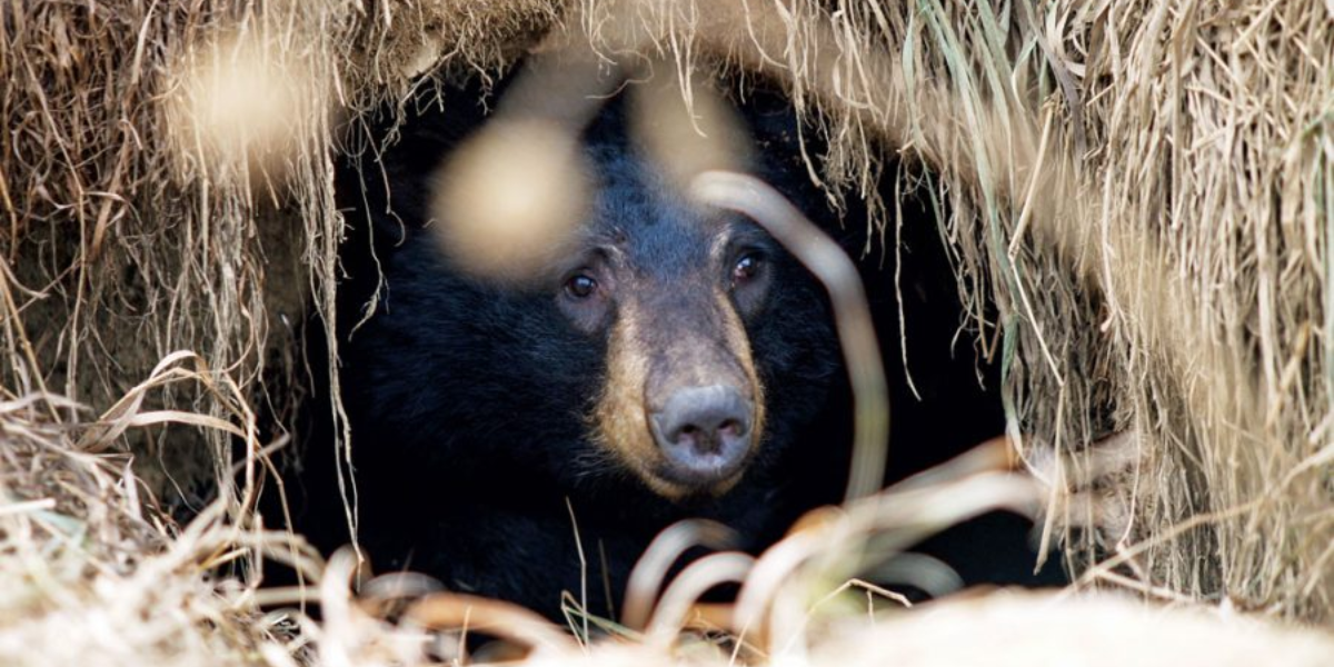 interesting animals in new hampshire