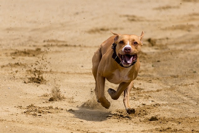 dog, runs, dog racing