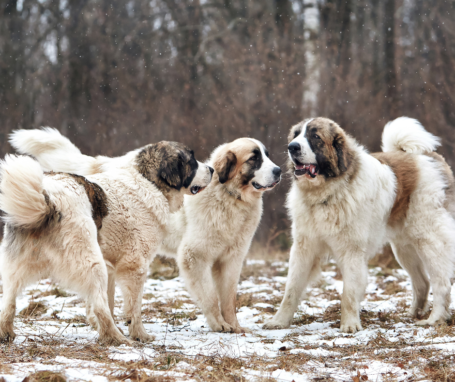 Three Pyrenean Mastiffs playing in a field