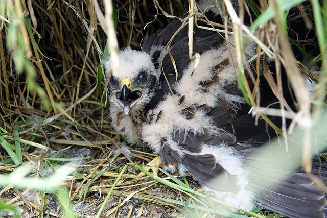 hen harrier, jugs, young