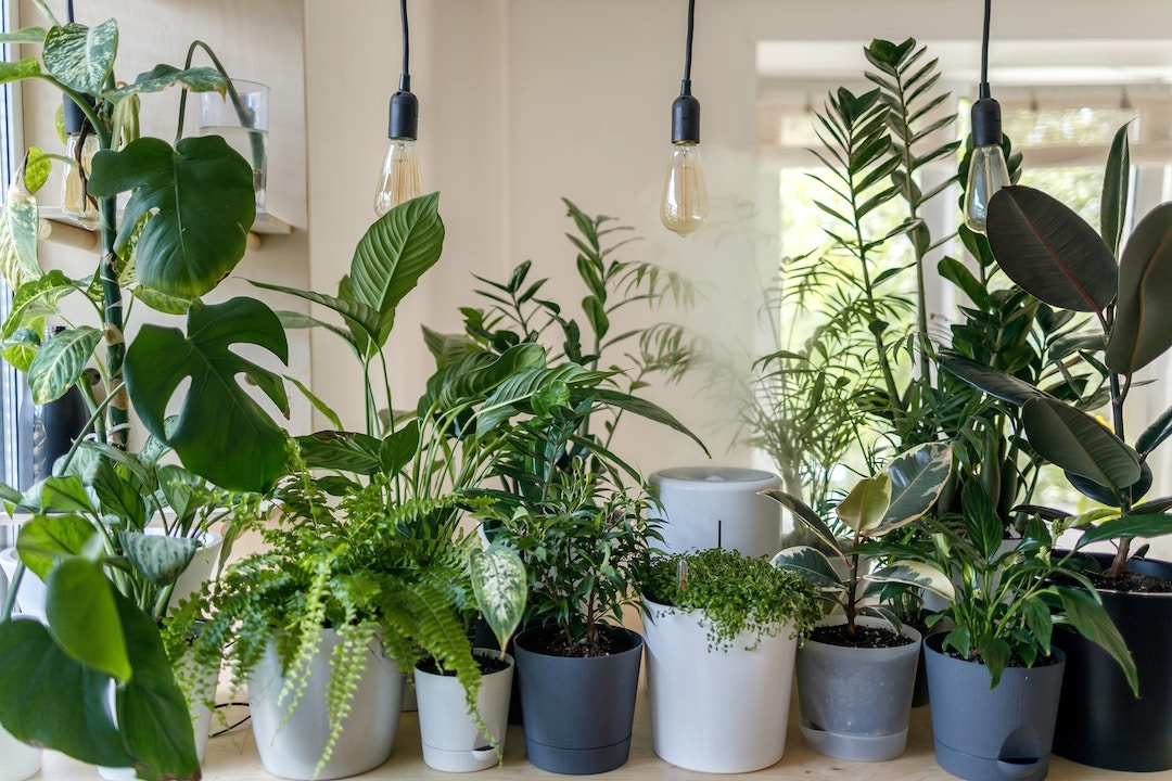 Natural air purifiers like plants improving home's atmosphere