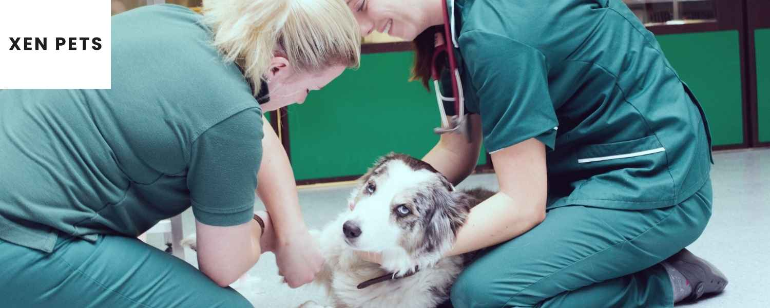 Dog at the vet