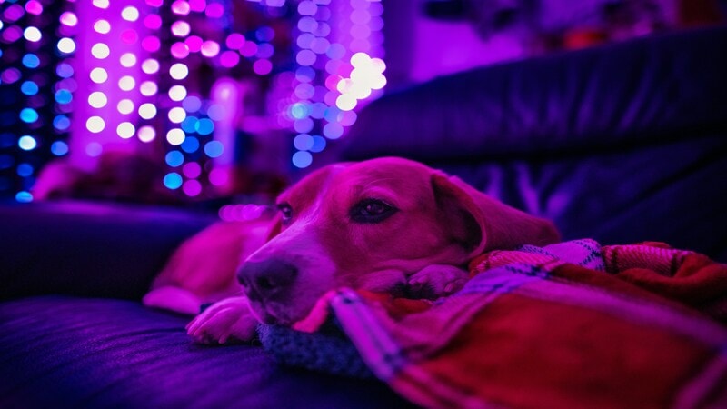 soft purple and blue LED light can calm a dog