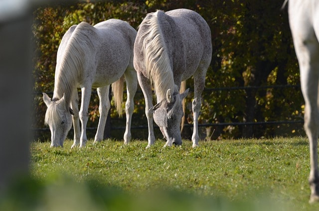 horses, grazing, paddock