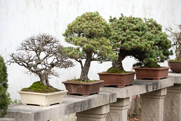 An array of bonsai trees on display, each potentially reflecting the variety of bonsai trees in literature.
