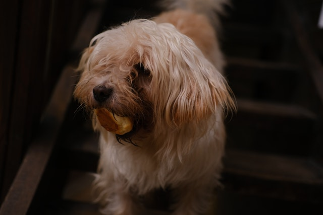 Stop Your Dog Digging in the Water Dish - Vetstreet