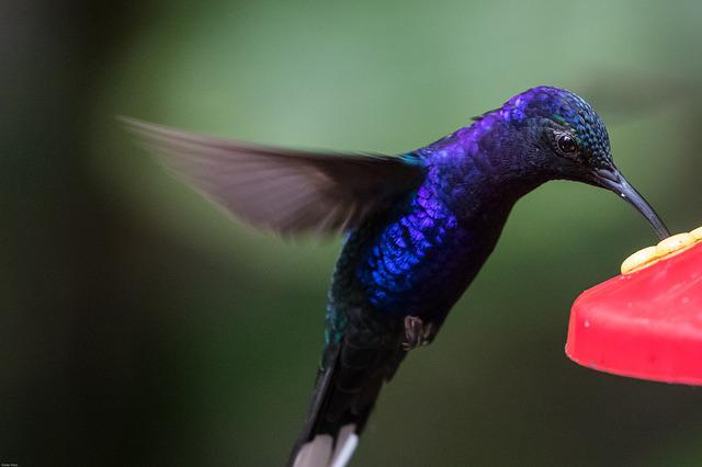 Google-Update Humming-Bird – der Kolibri als Sinnbild für die Wende in der Suchmaschinentechnologie