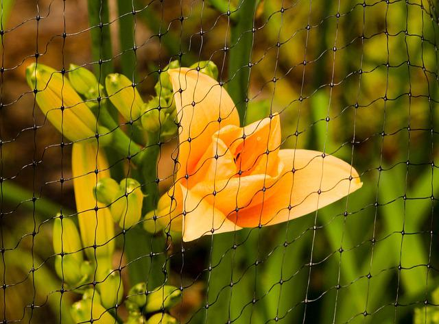 Bird netting over flowers for protection