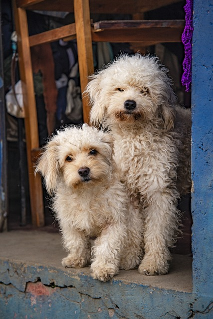 dog, pet, mascot