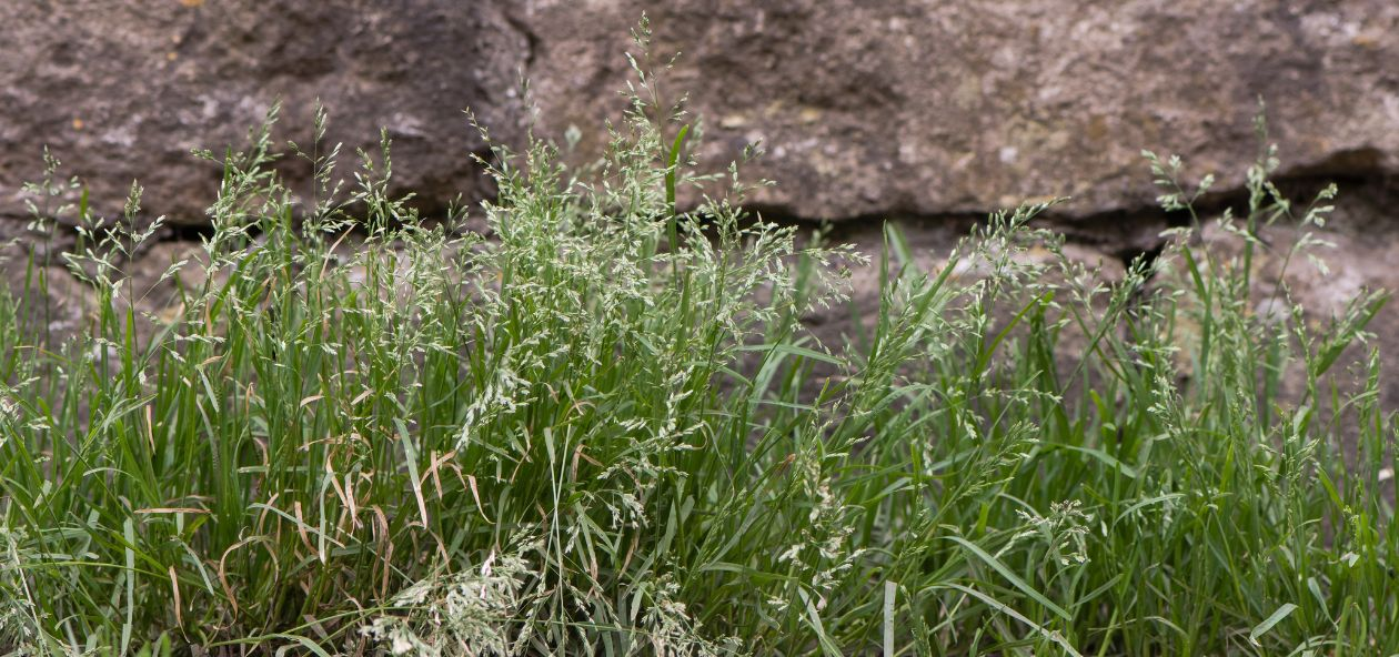 An image of poa annua near a rock wall.