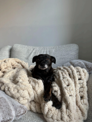 A senior dog relaxing on a blanket and pillows on the couch