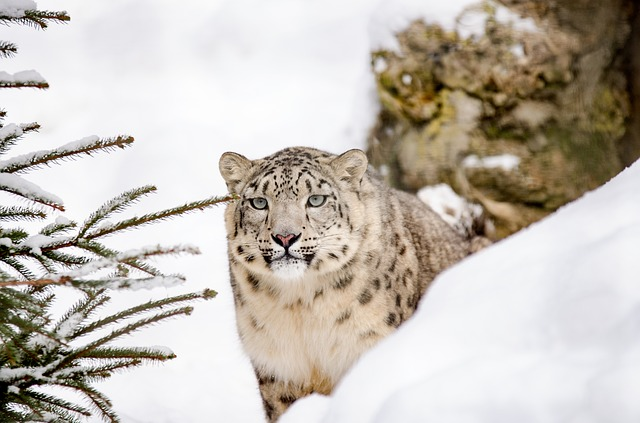 snow leopard, leopard, big cat