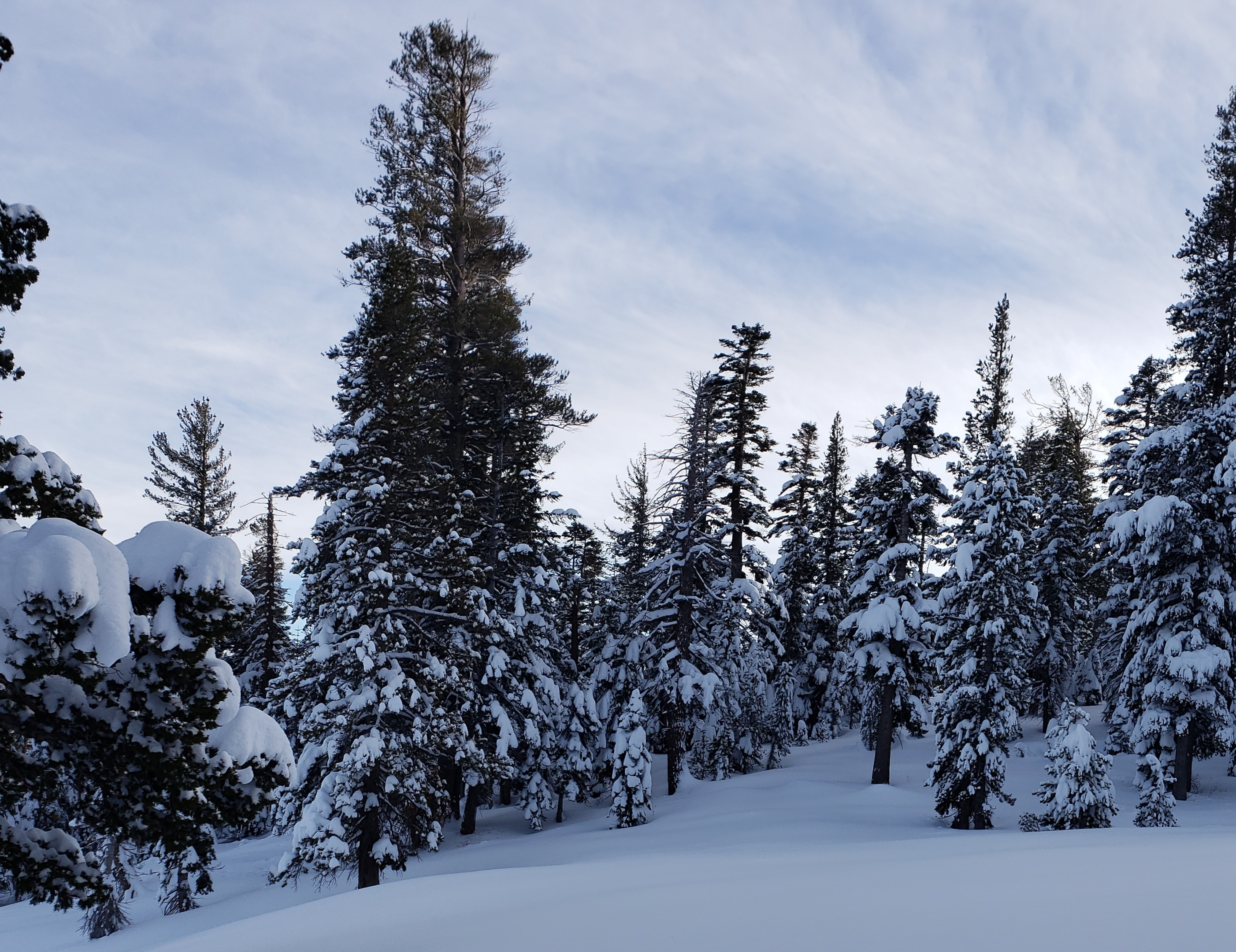 Snow in Backcountry