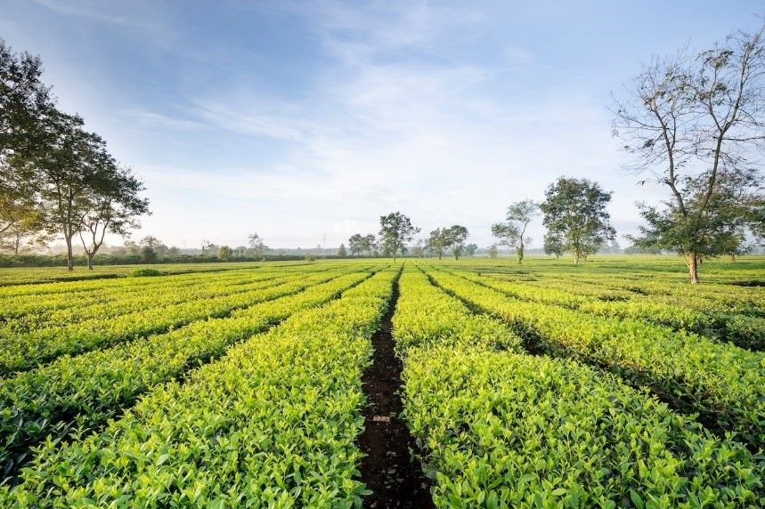 Vast field view of tea plants