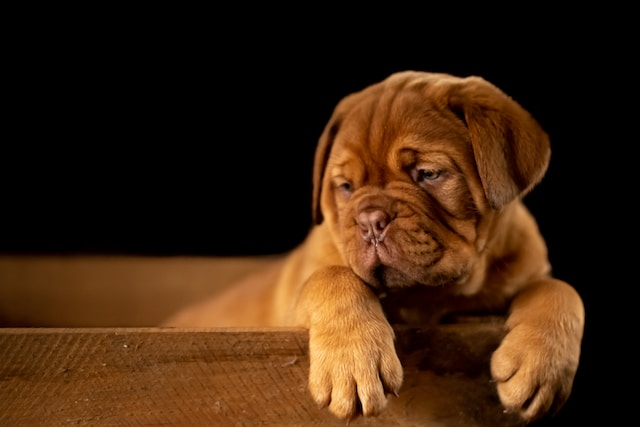 Sad Brown Short Coated Puppy