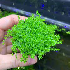 Dwarf Baby Tears Pot hemianthus Callitrichoides BUY3GET1FREE - Etsy Canada