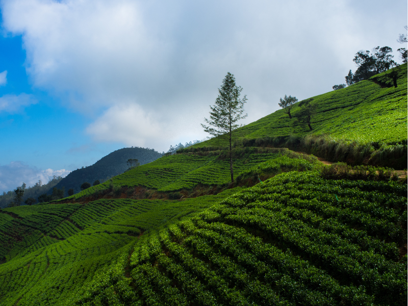 Saftig grüne Teeplantagen in Nuwara Eliya