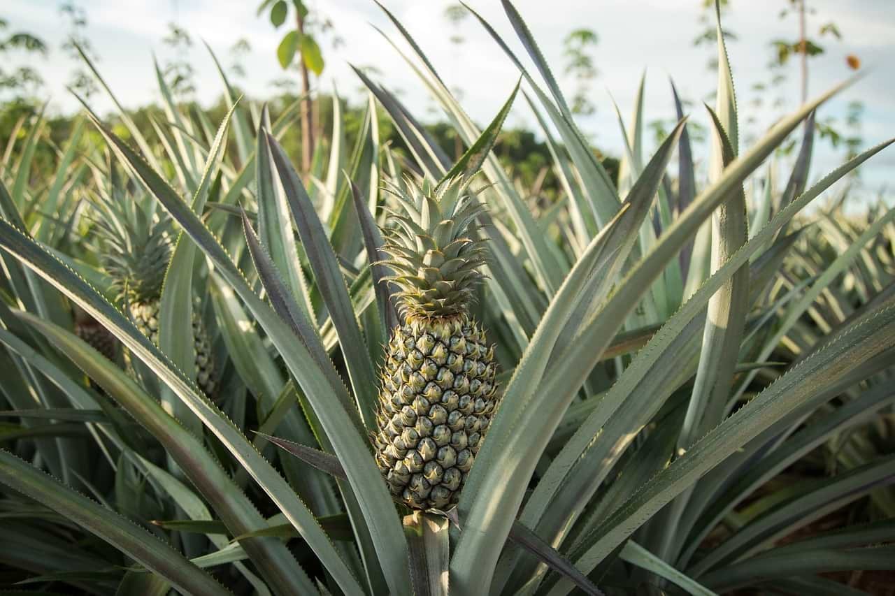 Jak rośnie ananas? Bardzo podobnie do jukki!