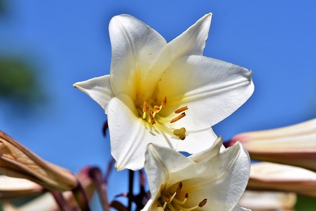 lily, flower wallpaper, flower