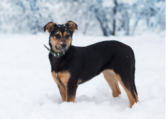 A German Shepherd puppy, with a thick double coat, in a cold climate