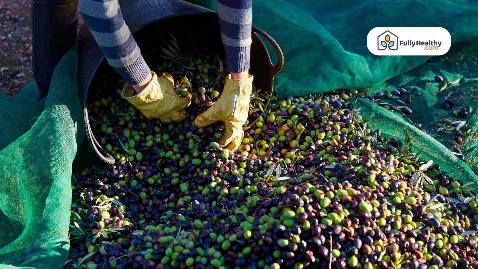 Worker sorting freshly harvested olives by hand during olive oil production.