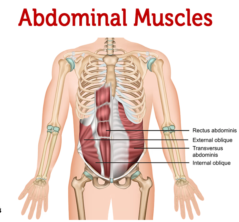 Understanding Core Muscles